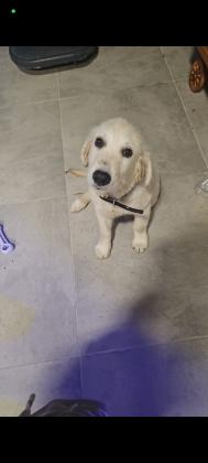 זכר בן ארבעה חודשים,אחרי כל