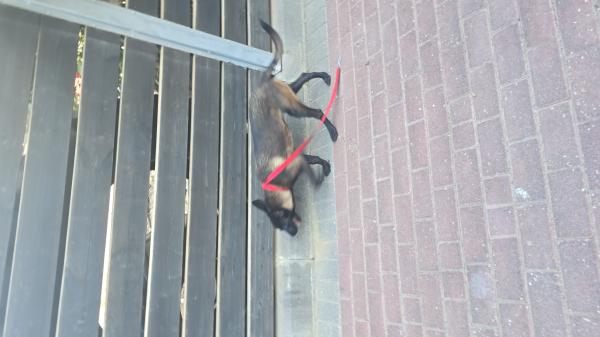 גורה רועה בלגי רמה בינלאומית מסכה שחורה