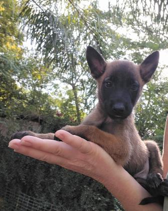 רועה בלגי, בני חודש וחצי,