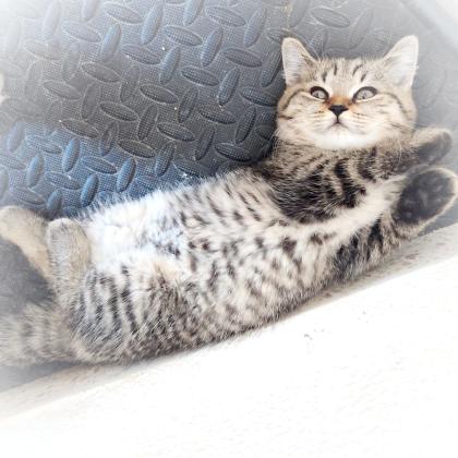 גורי חתולים סקוטים בני חודשיים