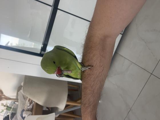 3 תוכי דררה בני