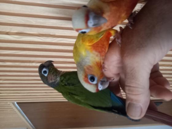 קוניור גרינשיק וקוניור סאנשיק אכלת