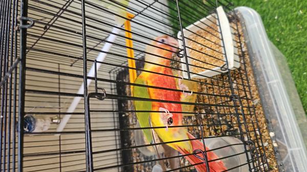 קוניורים האכלת יד ברמה גבוהה