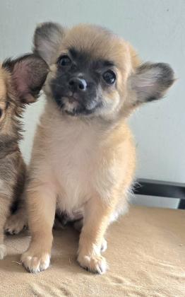 גור ציוואוואה ננסי קטן ארוך