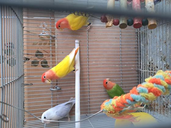 4 ציפורי אהבה (2 צהוב