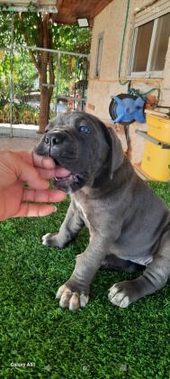 נותרו גורים אחרונים! גורי קאנה