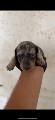 גורי תחש ברמה מאוד גבוהה!