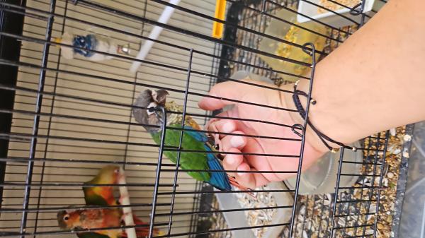 קוניורים האכלת יד ברמה גבוהה