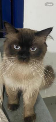 מחפש נקבה לזיווג עם נסיון