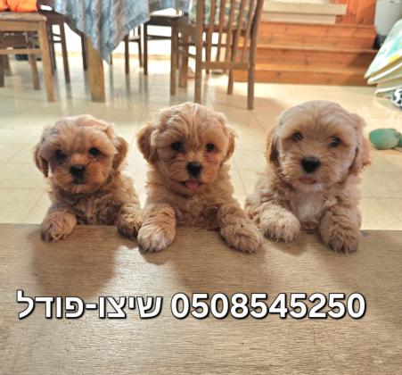 ללא נשירה מקסימים עם ילדים