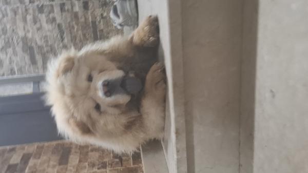 גור בן 7 חודשים למסירה