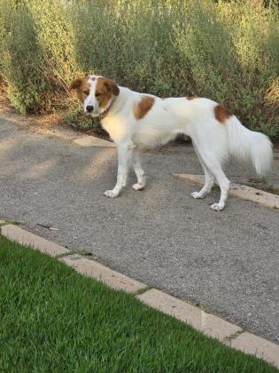 בורדר קולי בת שנה, חכמה