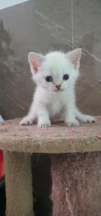 גורי סקוטי חמודים מאוד ומתוקים