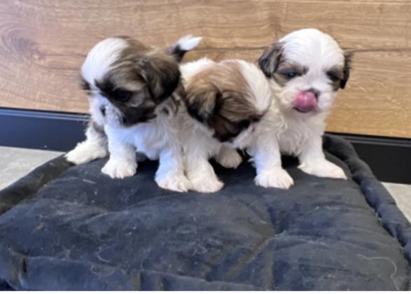 גורי שיצו היפואלרגני המלטה ביתית,