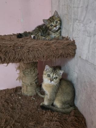 גורים סקוטי בגיל 3 חודש