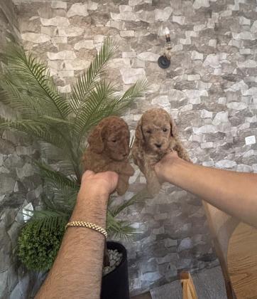 נקבות פודל טוי מושלמות!