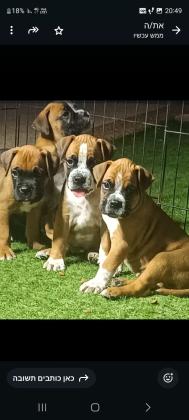 גורי בוקסר נדירים ויפים