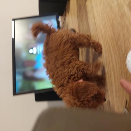 גורי פודל בני חודשיים לאחר חיסון