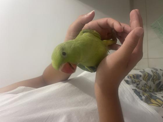 3 תוכי דררה בני