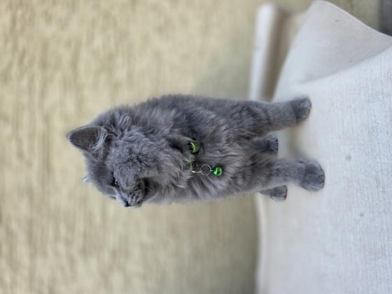 גור מהמם בן 3 חודשים