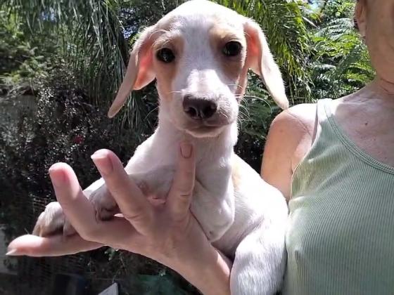 גור ביגל גיזעי בן חודשיים,