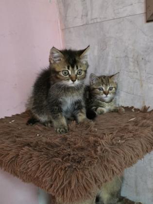 גורים סקוטי בגיל 3 חודש