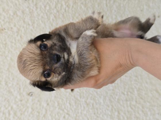 גורי ציוואוואה מיני ננסי בני