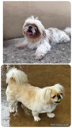 רק לבית טוב למסירה 2 נקבות