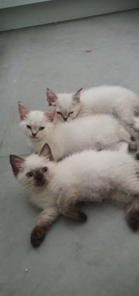 גורי סקוטי חמודים מאוד ומתוקים