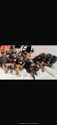 גורי רועה גרמני גזעיים פרווה ארוכה