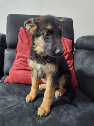 גורה מהממת של רועה גרמני,הורים