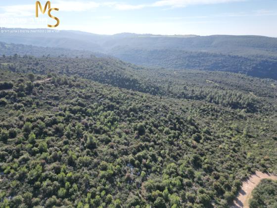 בשכונת דניה