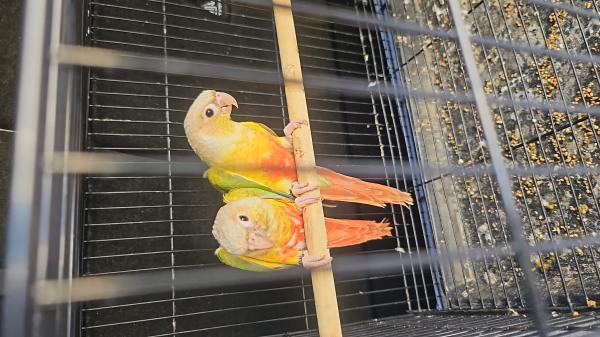 קוניורים האכלת יד ברמה גבוהה