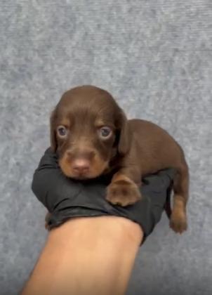 גורי תחש ברמה מאוד גבוהה!