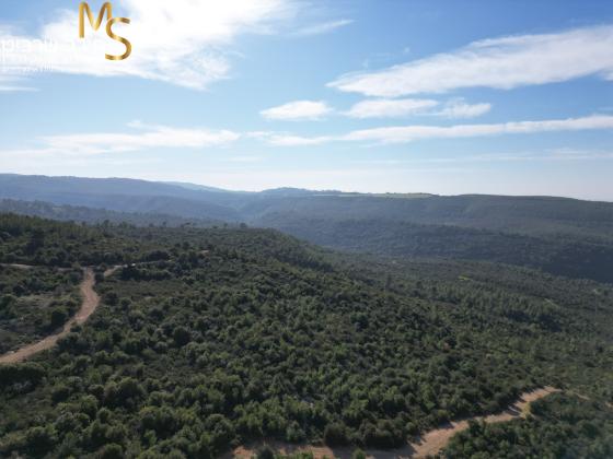 בשכונת דניה