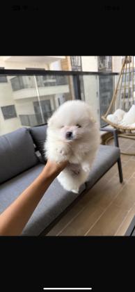 גורי פומרניין דובי זכר ונקבה