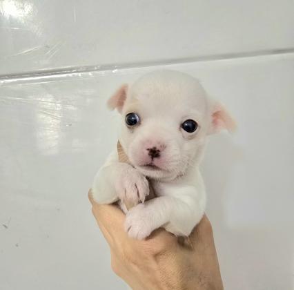 גורי ציוואוואה מיני ננסי בני