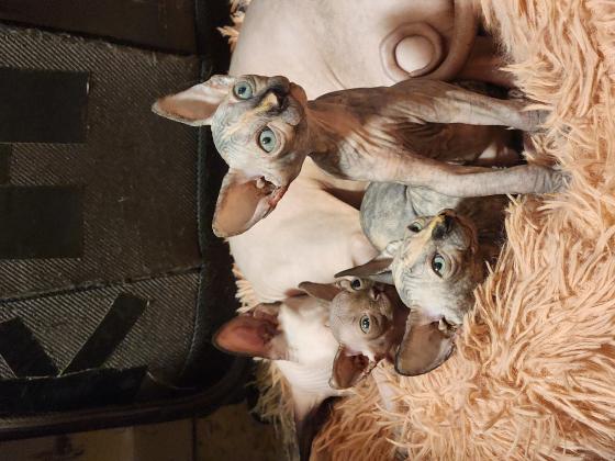 3 גורות צבע עוגת שיש