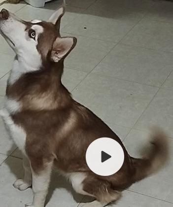 גורי אסקי מלמוט הגורים יהיו