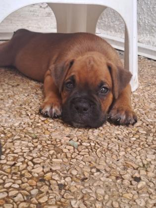 גורי בוקסר נדירים ויפים