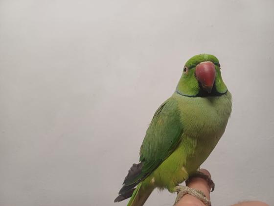 תוכי דררה לא נושך האכלת יד עם כתר בצוואר