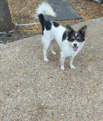 שועלי מניטורי,בן שבעה חודשים, הכי