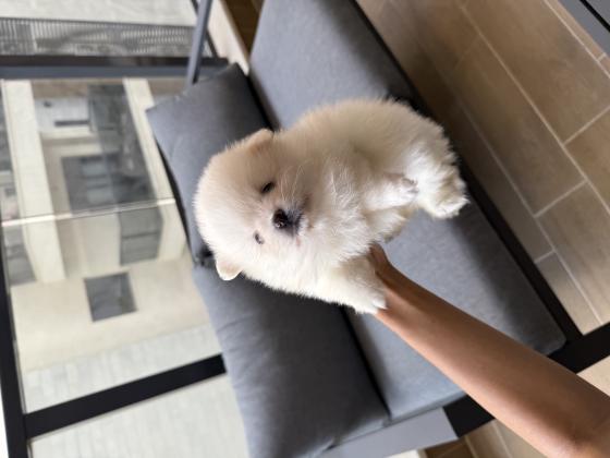 זכר ונקבה פומראניין גזעי דובי