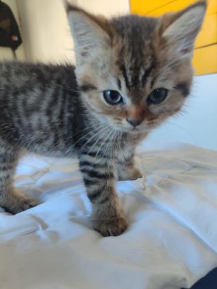 גורי חתולים סקוטים בני חודשיים