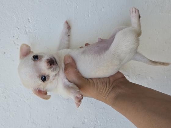 גורי ציוואוואה מיני ננסי בני