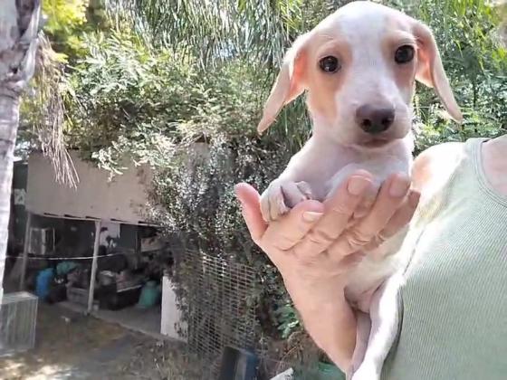 גור ביגל גיזעי בן חודשיים,