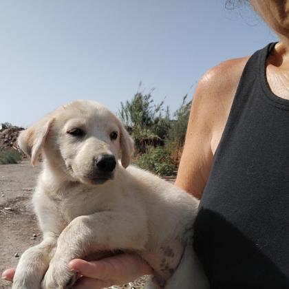 גור לברדור, בן חודש וחצי,