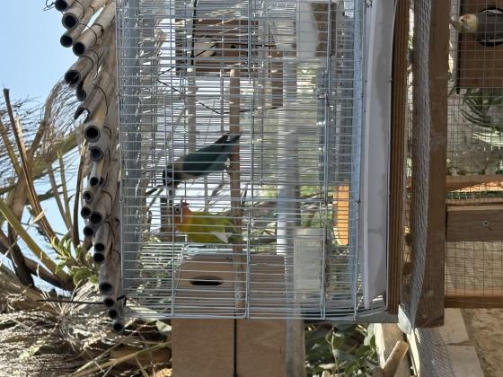 זוג פישרים כולל כלוב ותא הטלה