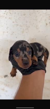 גורי תחש ברמה מאוד גבוהה!