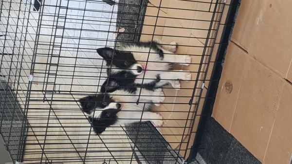 גורות בורדר קולי גזעיות !!!